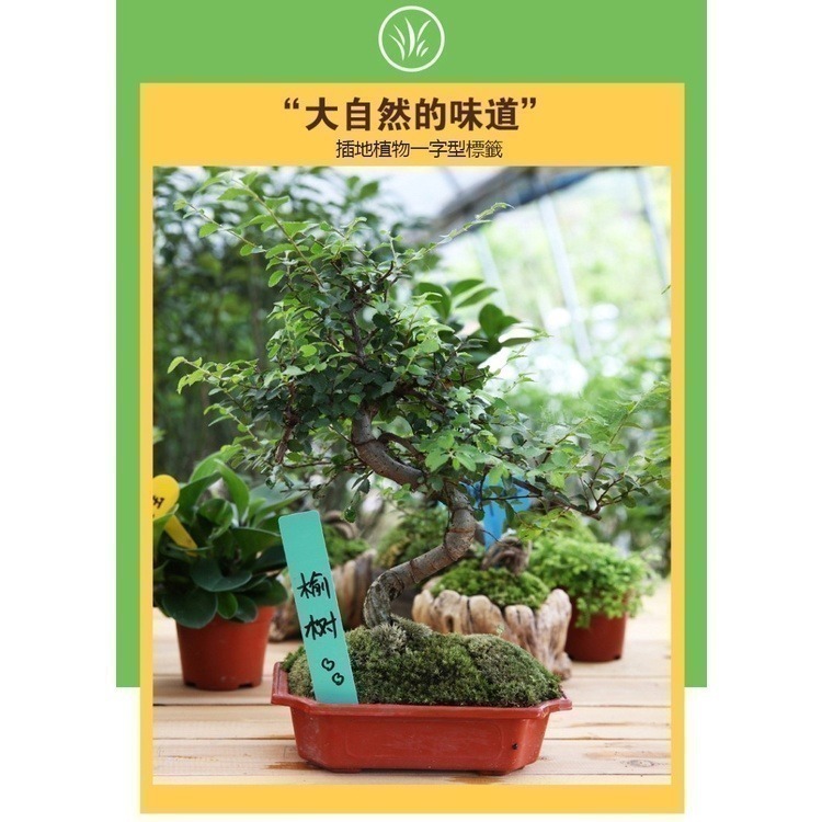《插地植物一字型標籤》植物插地牌 植物標籤 園藝標籤 植物名牌 多肉記號牌 迷你標籤 竹木標籤 彩色標籤【飛兒】-細節圖5