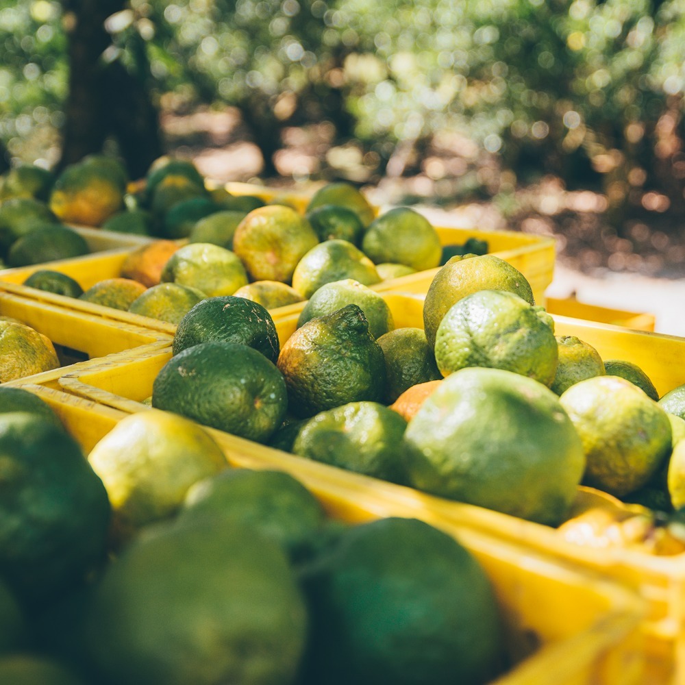 中性清潔劑 柑橘廚房清潔劑 泡泡瓶 (500ml) 川涌果園橘皮清潔劑 廚房清潔 可洗蔬果/寶寶用品洗手慕斯-細節圖4