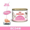BC34W離乳貓母貓