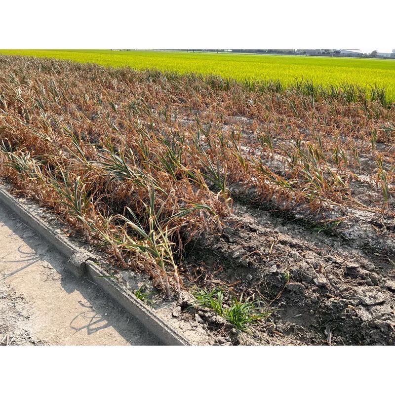 雲林黑葉蒜頭🧄半乾蒜有整理‼️-細節圖2