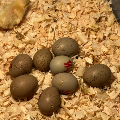 🥚現貨供應🥚蘆丁雞 受精蛋 種蛋 鵪鶉蛋 可孵化的受精蛋 迷你雞-細節圖4