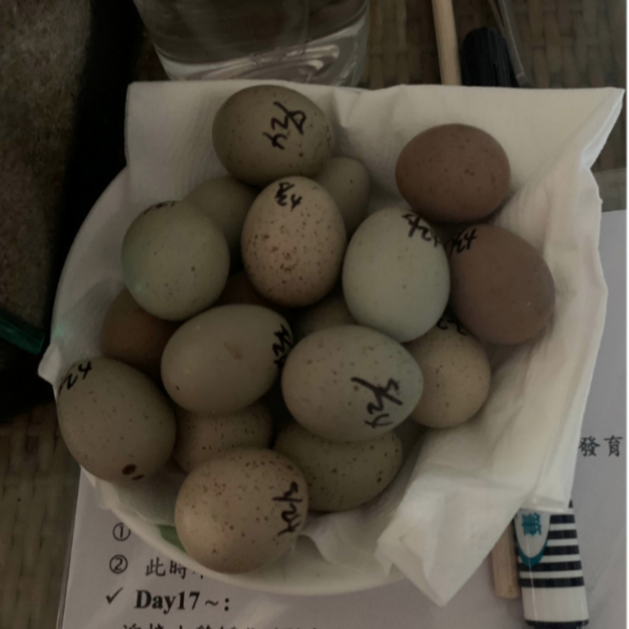 🥚現貨供應🥚蘆丁雞 受精蛋 種蛋 鵪鶉蛋 可孵化的受精蛋 迷你雞-細節圖6