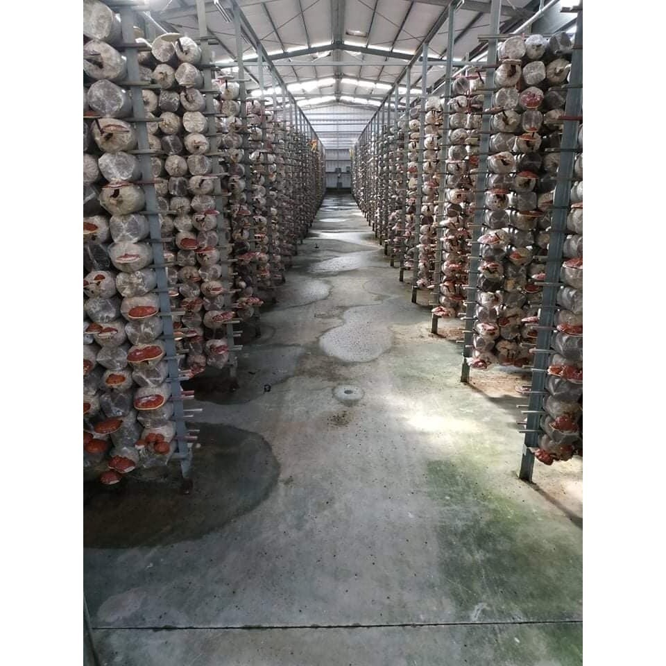 幸福海味-頂級靈芝白蝦 <600g> #4盒-細節圖4