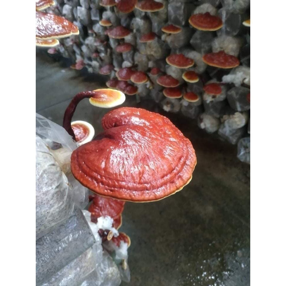 幸福海味-手剝靈芝蝦仁 <150g> #8包-細節圖4