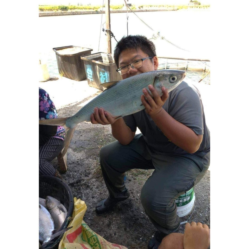 幸福海味-無刺靈芝虱目魚 #8片-細節圖3