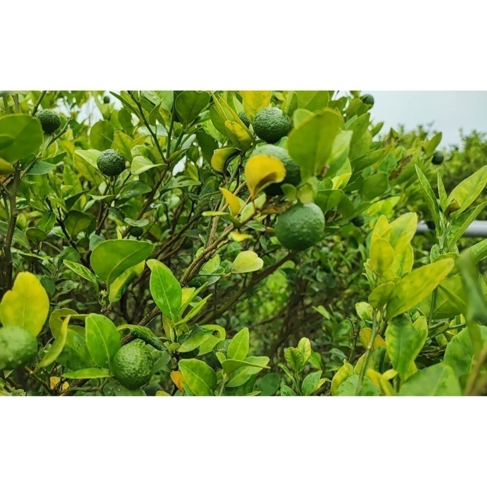 貞心農場-台灣原生種香檬原汁 <320ml> #6瓶-細節圖3