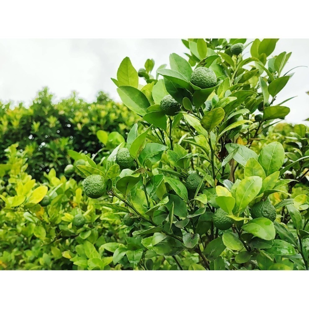 貞心農場-台灣原生種香檬原汁 <320ml> #6瓶-細節圖4