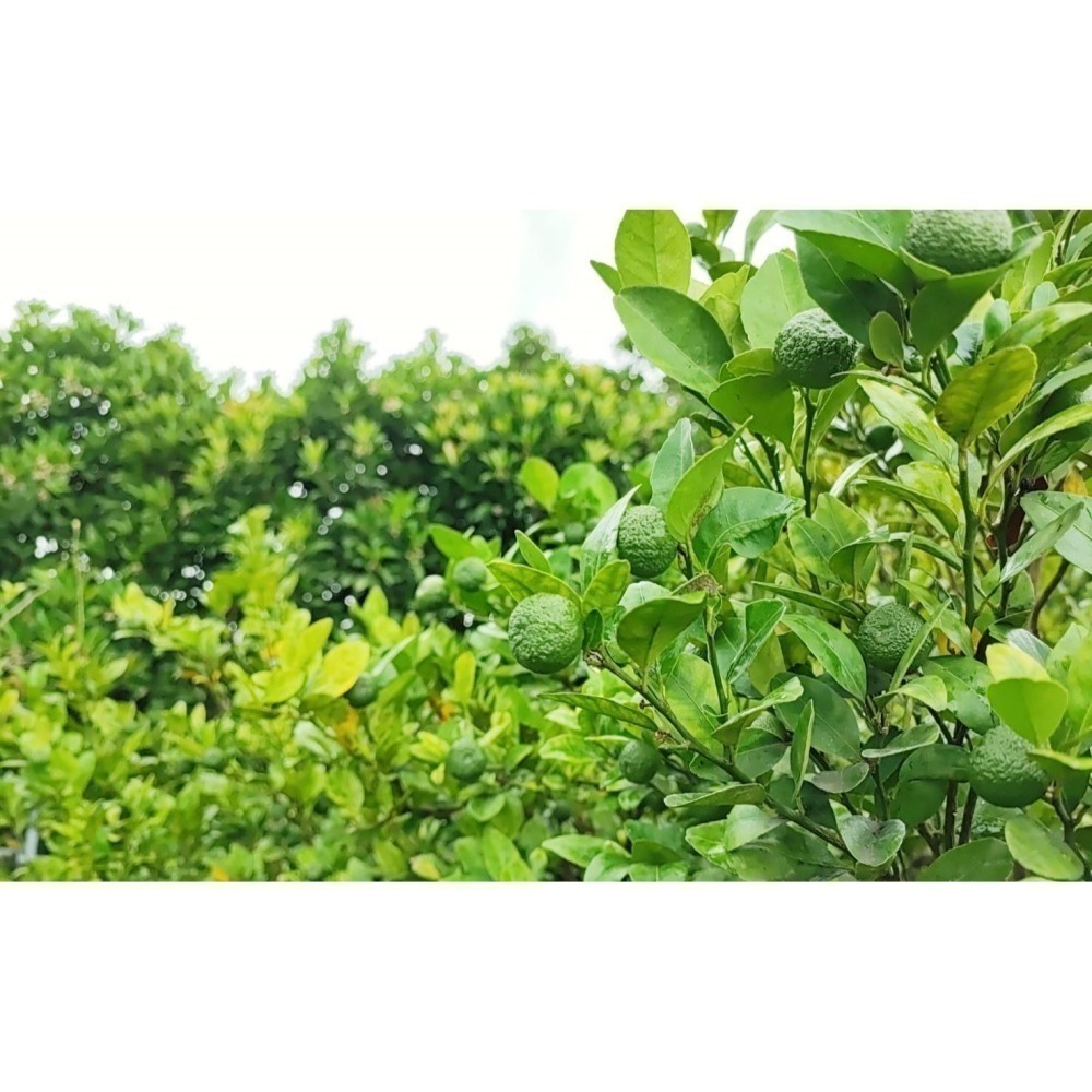 貞心農場-台灣原生種香檬原汁 <320ml> #6瓶-細節圖5