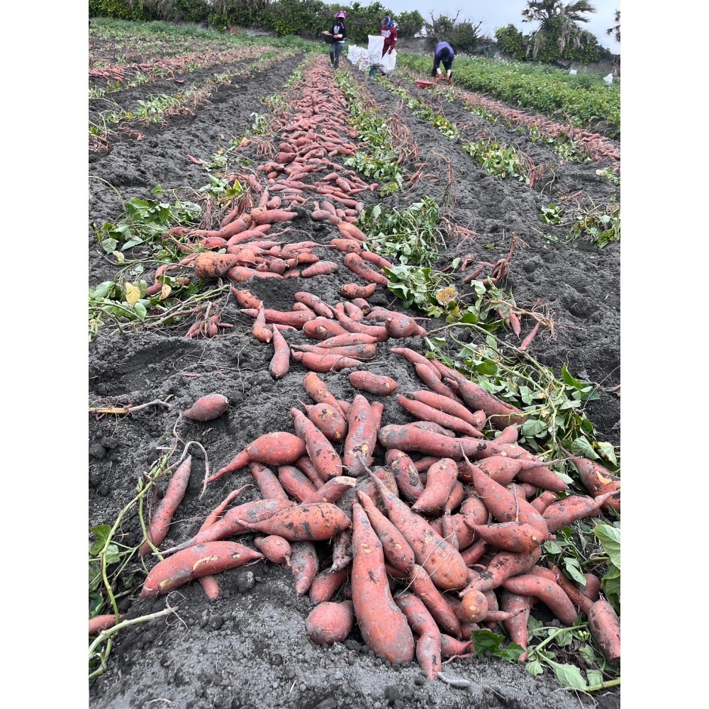 台農66號 紅地瓜 地瓜 一斤35-細節圖2