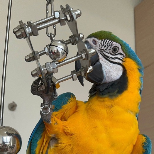 304不鏽鋼玩具 🔩雙層螺絲 🌼花朵 🦋蝴蝶 🌟海星 可水洗 耐啃咬 妮歐小賣部｜鸚鵡用品玩具首選 🚚24H快-細節圖9