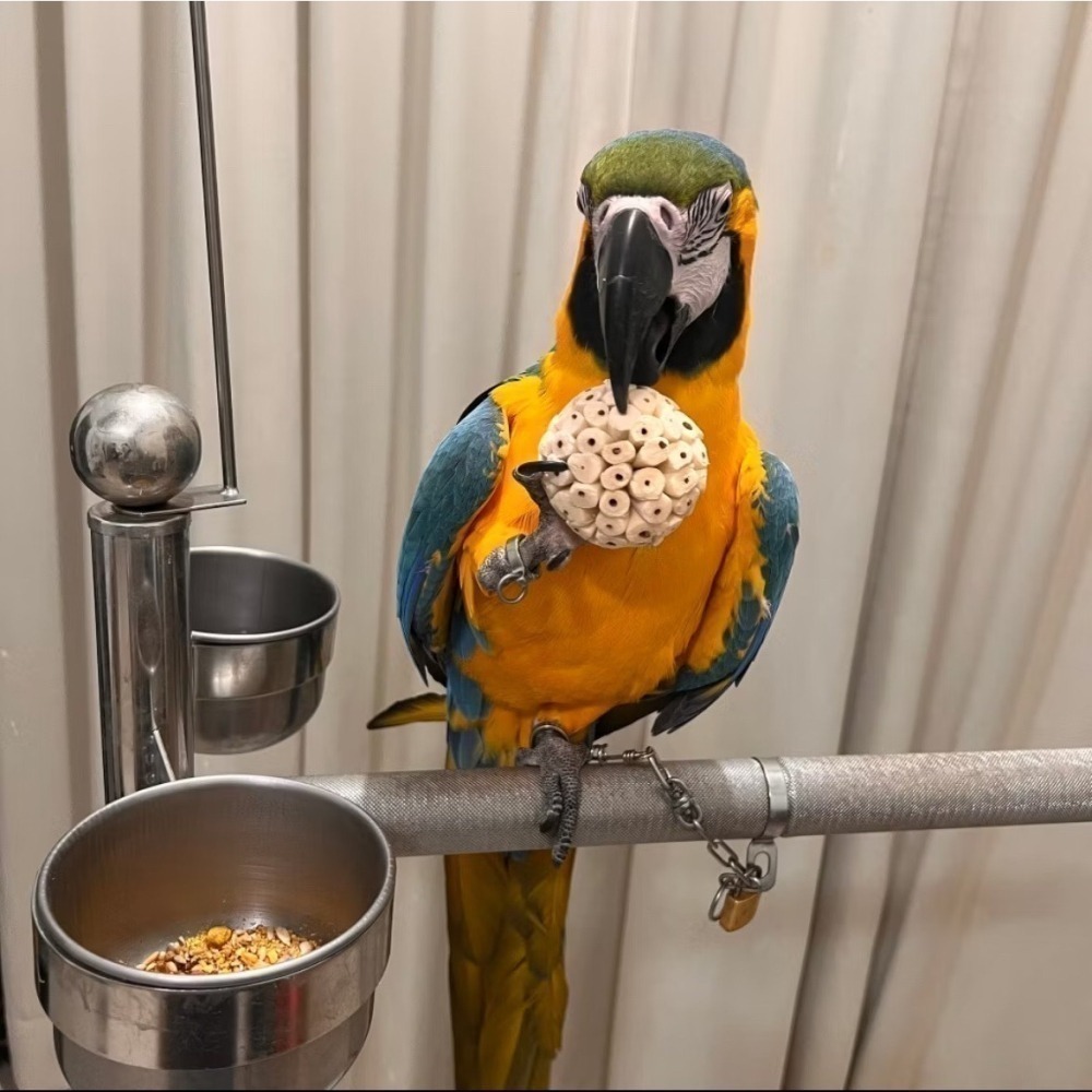 索拉球/通草球 10cm 6cm 天然無毒植物根莖製成 鸚鵡、鼠、兔寵物啃咬玩具  妮歐小賣部｜鸚鵡用品玩具首選 🚚2-細節圖6