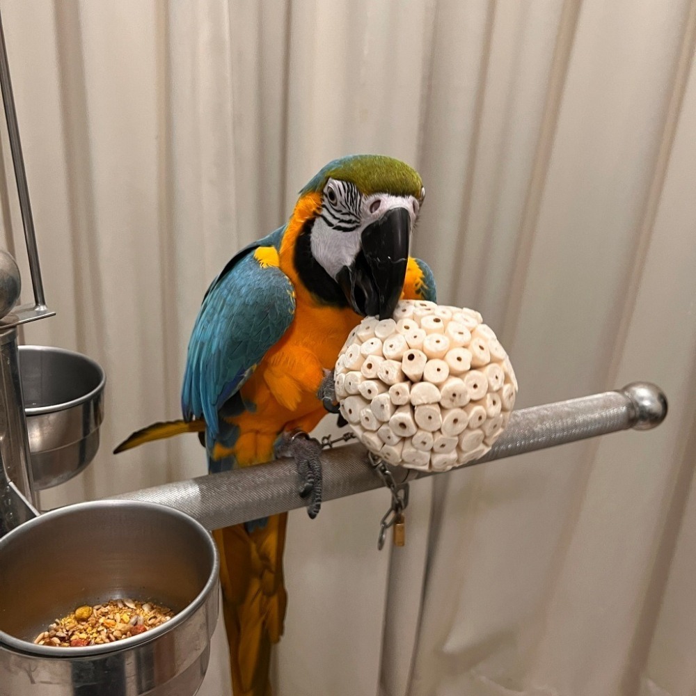 索拉球/通草球 10cm 6cm 天然無毒植物根莖製成 鸚鵡、鼠、兔寵物啃咬玩具  妮歐小賣部｜鸚鵡用品玩具首選 🚚2-細節圖8