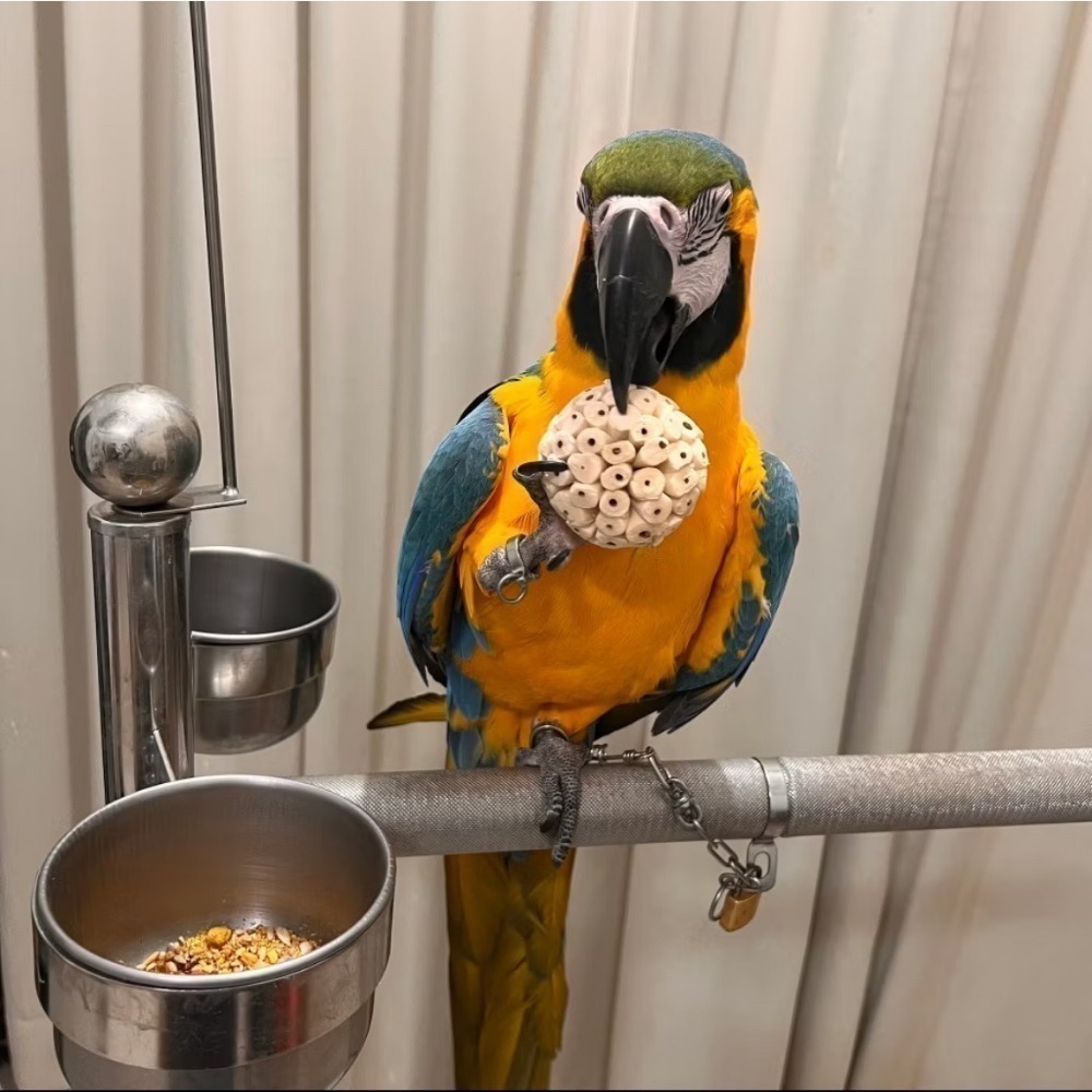 索拉球/通草球 10cm 6cm 天然無毒植物根莖製成 鸚鵡、鼠、兔寵物啃咬玩具  妮歐小賣部｜鸚鵡用品玩具首選 🚚2-規格圖7