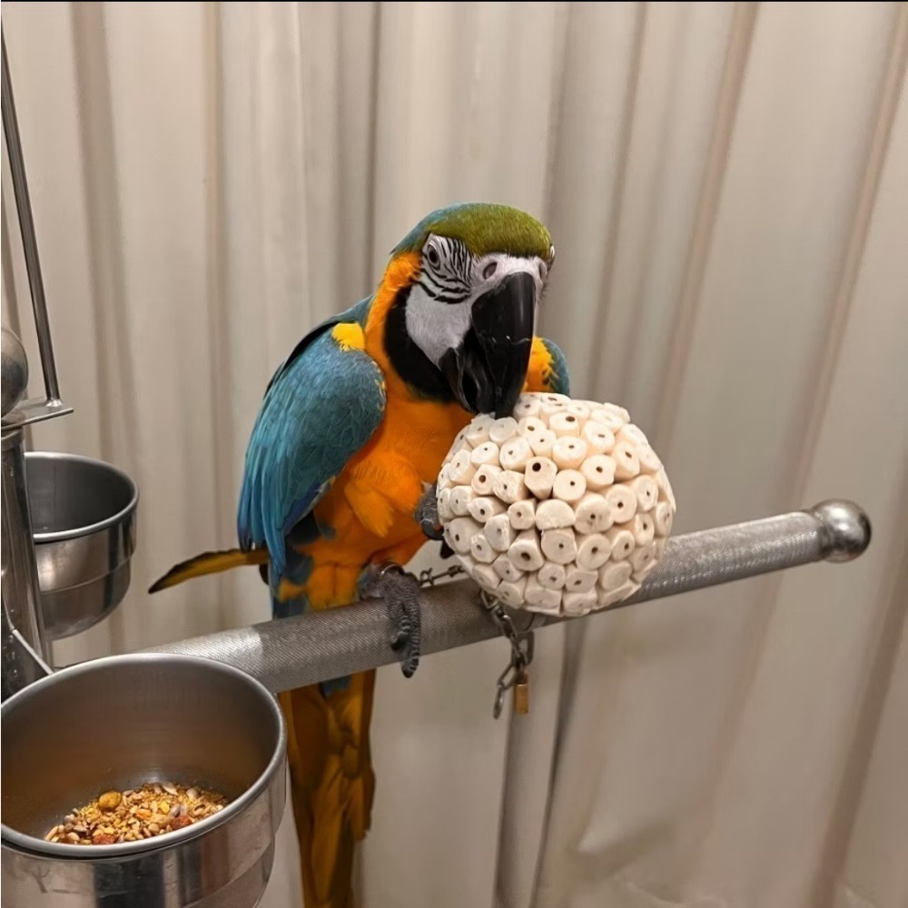 索拉球/通草球 10cm 6cm 天然無毒植物根莖製成 鸚鵡、鼠、兔寵物啃咬玩具  妮歐小賣部｜鸚鵡用品玩具首選 🚚2-規格圖7