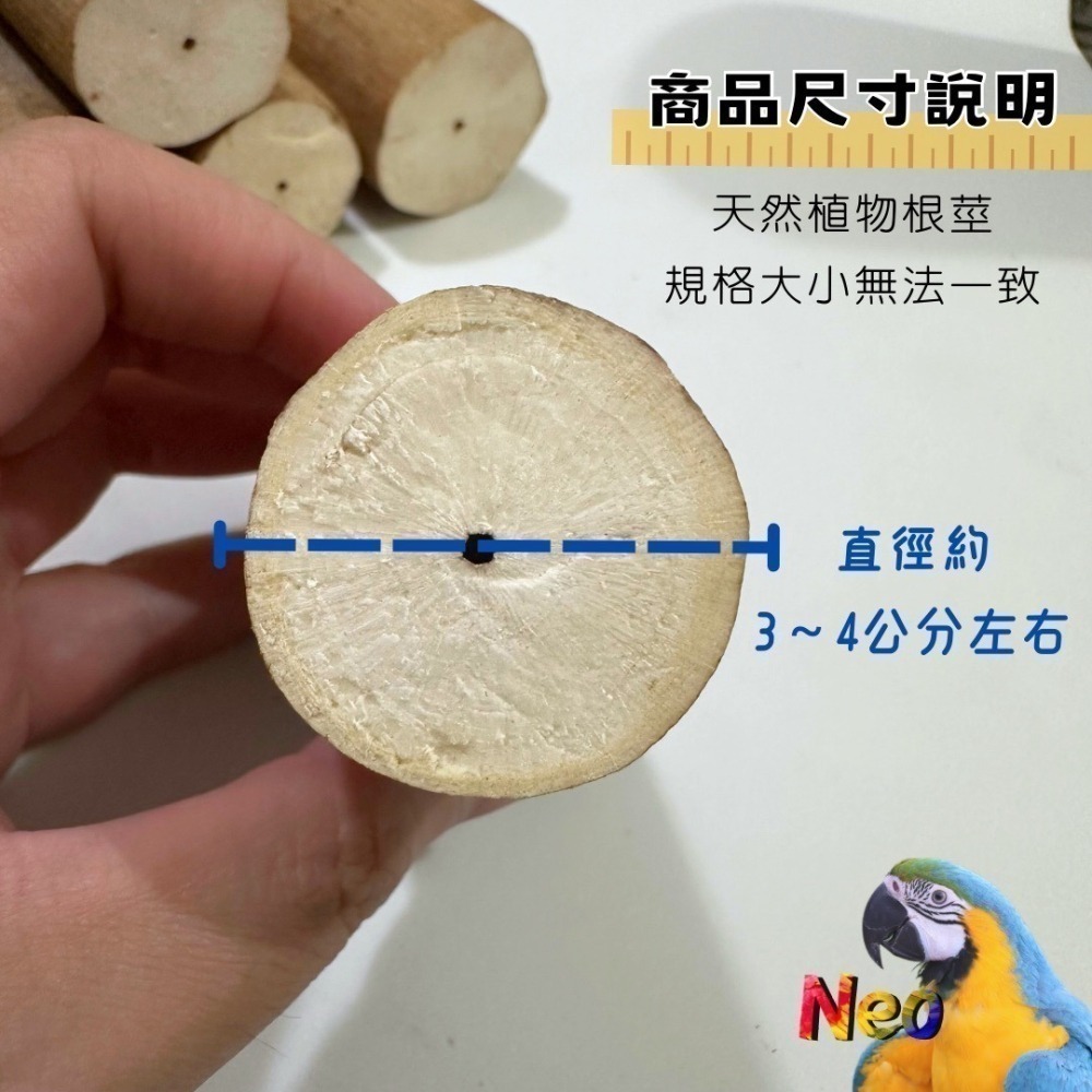 帶皮 Sola 索拉棒 / 通草棒 天然無毒植物根莖 鸚鵡、鼠、兔寵物啃咬玩具  妮歐小賣部｜鸚鵡用品玩具首選 🚚24-細節圖2