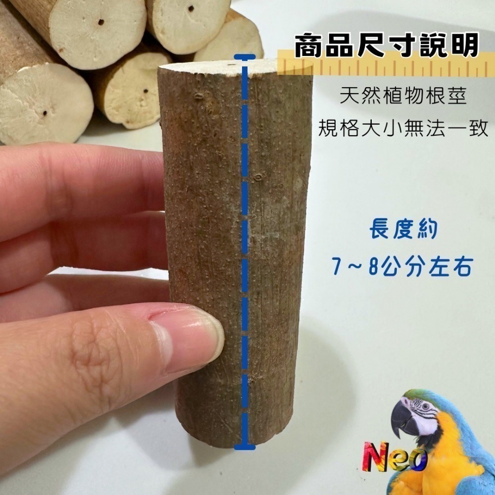 帶皮 Sola 索拉棒 / 通草棒 天然無毒植物根莖 鸚鵡、鼠、兔寵物啃咬玩具  妮歐小賣部｜鸚鵡用品玩具首選 🚚24-規格圖4