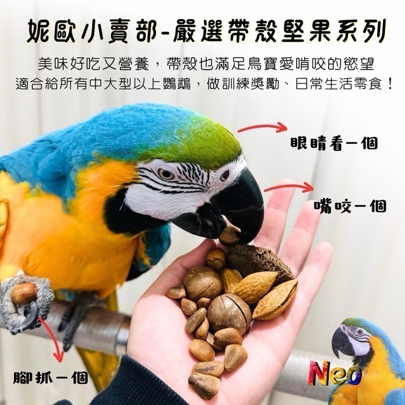 妮歐嚴選好堅果 帶殼大松子 東北大紅松子 低溫烘乾 香酥脆口 大型鸚鵡零食 妮歐小賣部｜鸚鵡用品玩具首選 🚚24H快速-細節圖2