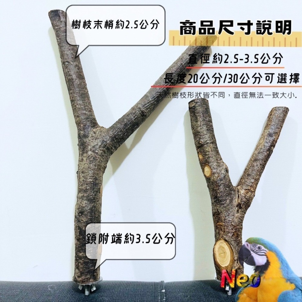 天然木頭站棍 Y形棲木休息站棍 2.5~3.5mm 適合中小、中大型鸚鵡 妮歐小賣部｜鸚鵡用品玩具首選 🚚24H快速出-細節圖2