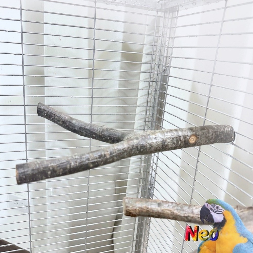天然木頭站棍 Y形棲木休息站棍 2.5~3.5mm 適合中小、中大型鸚鵡 妮歐小賣部｜鸚鵡用品玩具首選 🚚24H快速出-細節圖3
