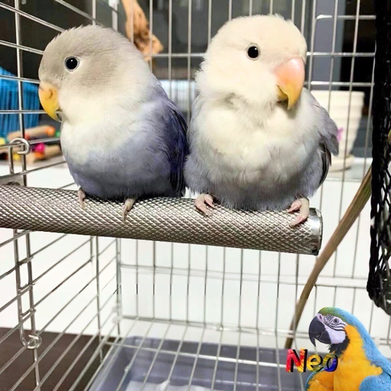 不鏽鋼磨指站棍 直徑2.5cm 多種長度 適合中、小型鸚鵡 單邊單鎖方便拆 妮歐小賣部｜鸚鵡用品玩具首選 🚚24H快速-細節圖5