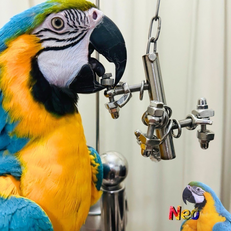 304不鏽鋼玩具 拐彎抹腳 益智造型玩具 玩樂安全耐啃咬 可水洗 妮歐小賣部｜鸚鵡用品玩具首選 🚚24H快速出貨-細節圖7