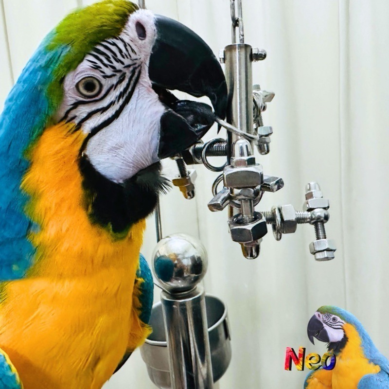 304不鏽鋼玩具 拐彎抹腳 益智造型玩具 玩樂安全耐啃咬 可水洗 妮歐小賣部｜鸚鵡用品玩具首選 🚚24H快速出貨-細節圖8