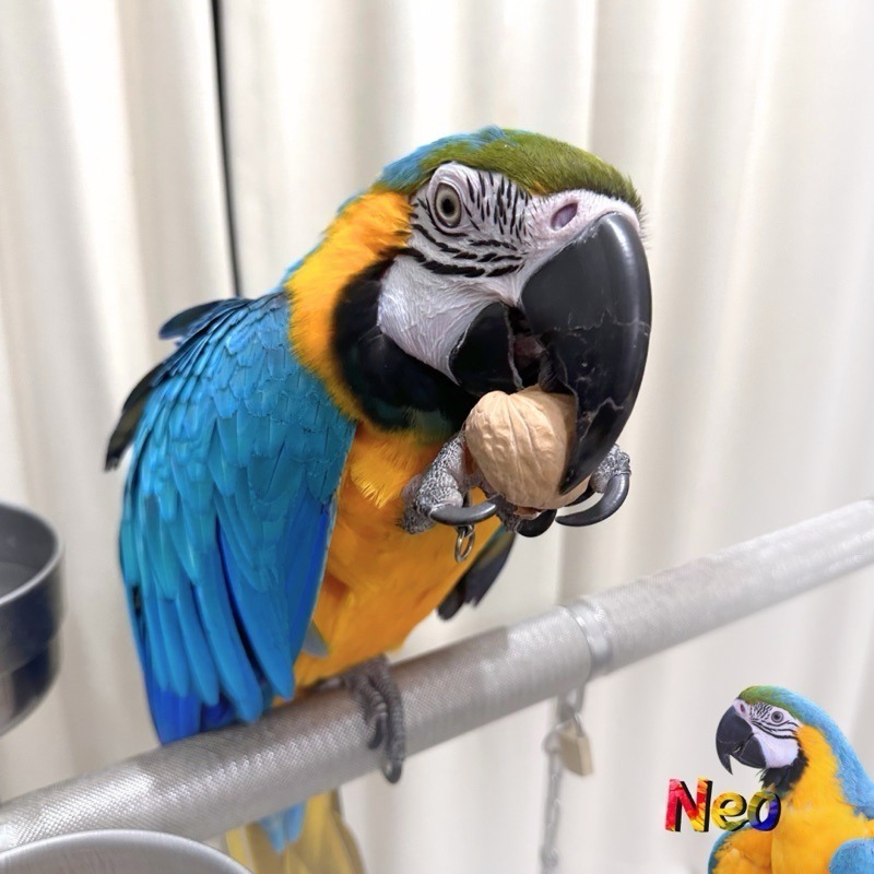 妮歐嚴選好堅果 帶殼生核桃 大顆粒 人食等級 大型鸚鵡零食 妮歐小賣部｜鸚鵡用品玩具首選 🚚24H快速出貨-細節圖5