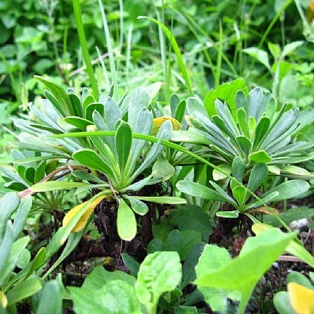 馬祖特有商品~海芙蓉精油滾珠凝露組(2入)-細節圖3