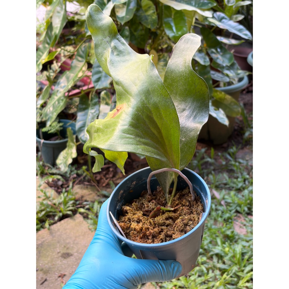 綴化深綠龍-規格圖1