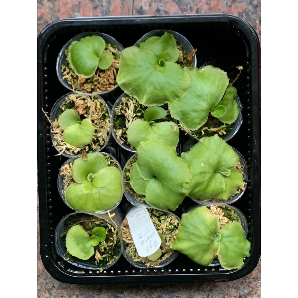 皇冠+亞猴混播（應該為亞猴）