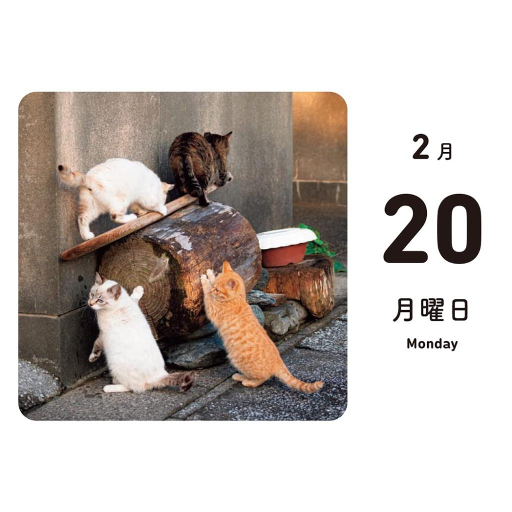 [代訂]ほっこりゆったり毎日島猫  2023年月曆  9784798176291-細節圖4