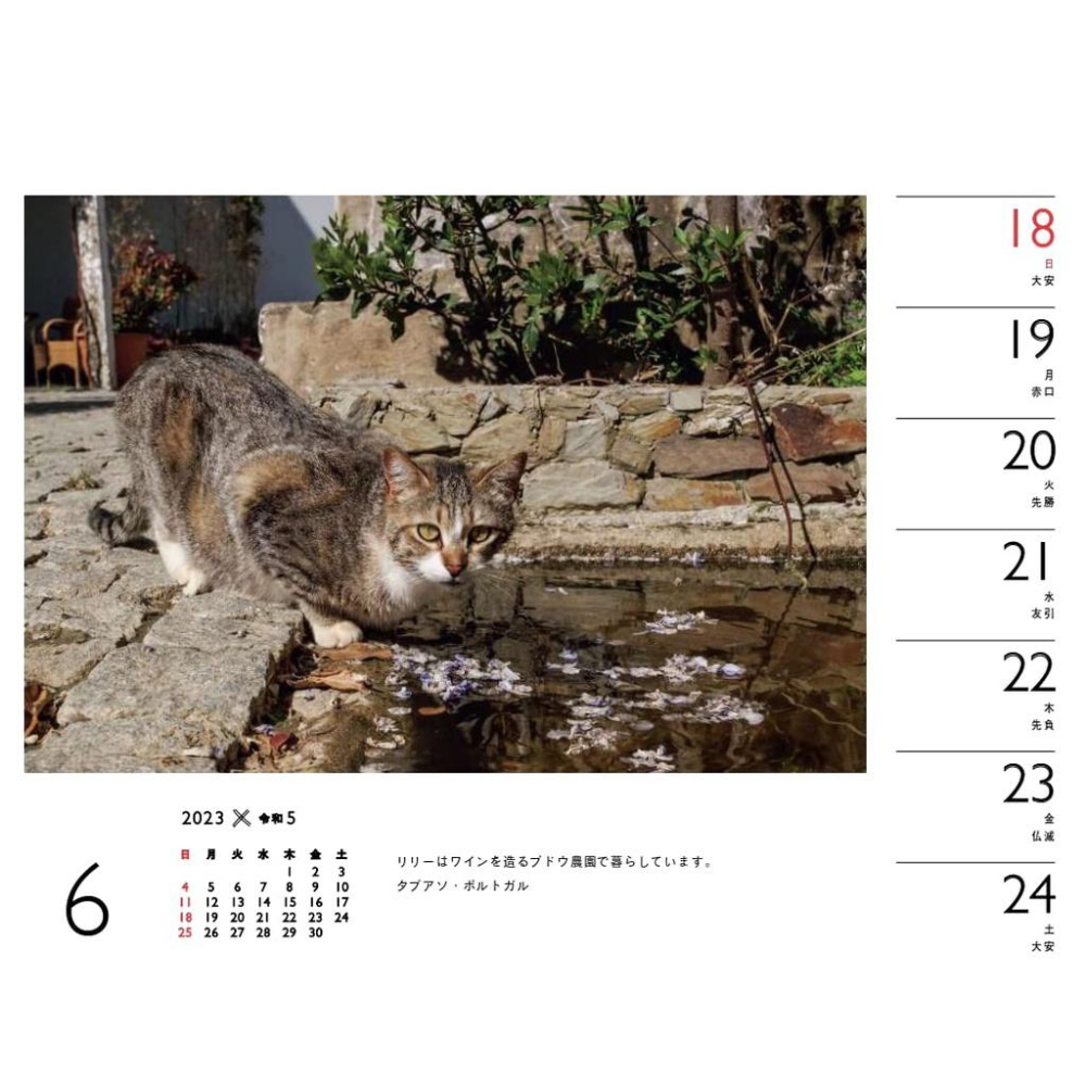 [代訂]カレンダー2023日文月曆 岩合光昭×ねこ (週めくり卓上・リング)9784635860529-細節圖3