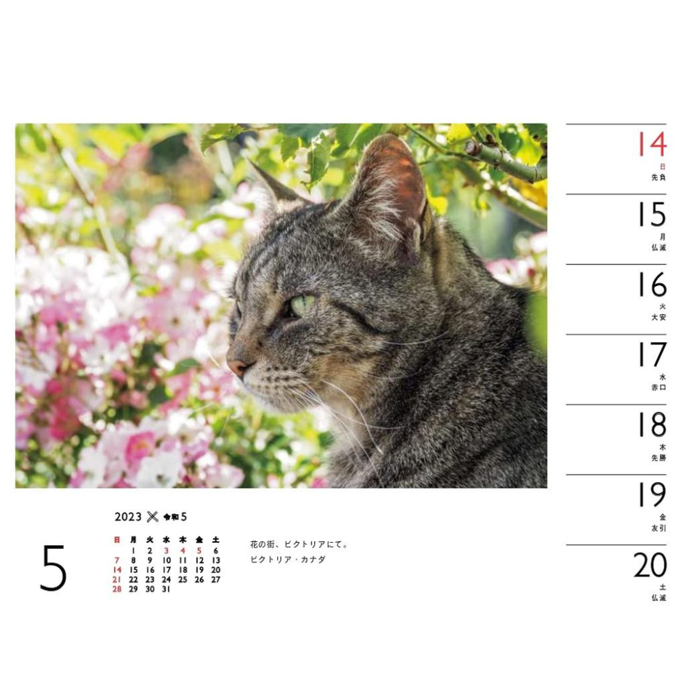 [代訂]カレンダー2023日文月曆 岩合光昭×ねこ (週めくり卓上・リング)9784635860529-細節圖4