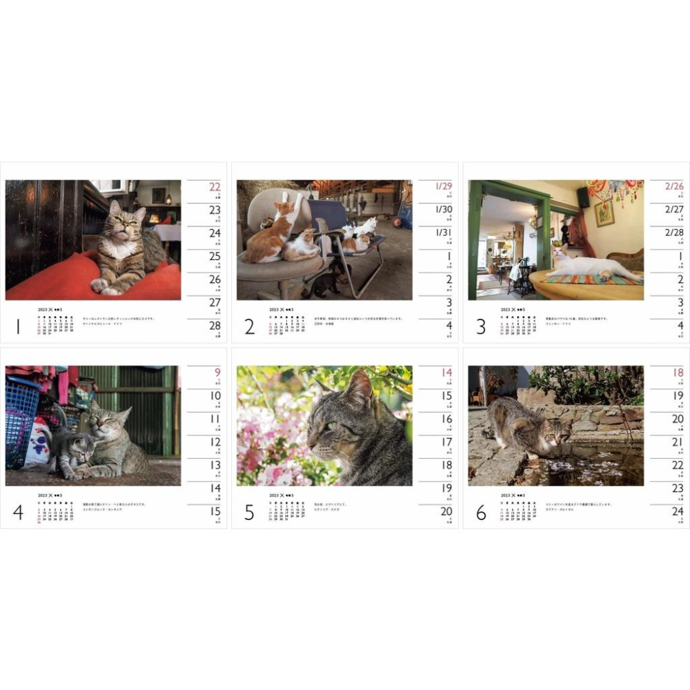 [代訂]カレンダー2023日文月曆 岩合光昭×ねこ (週めくり卓上・リング)9784635860529-細節圖8