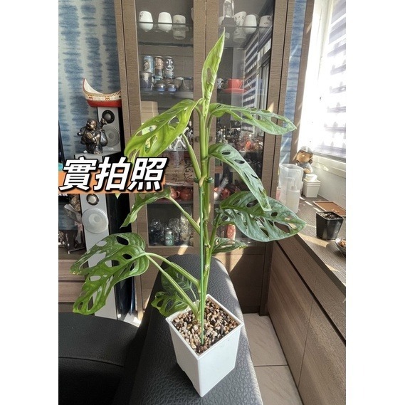 【Fm時尚家居】園藝 園藝用品 植物支撐桿 彩葉芋 蝴蝶蘭多肉防倒扶植支架 爬架 花支柱 固定架-細節圖5