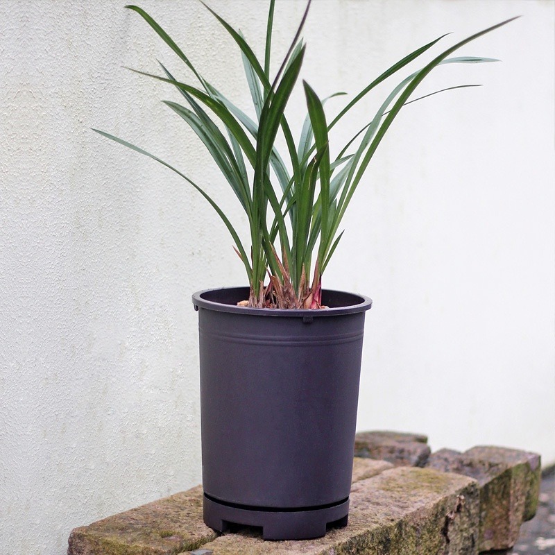 【Fm時尚家居】 花盆 塑膠花盆 透氣盆  蘭花盆  透氣花盆 (含底座)-細節圖2