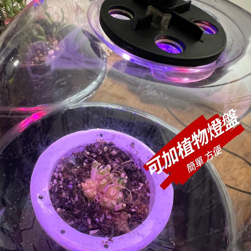 AUTO Garden 加燈款 保濕育苗罩 扦插 中幼苗 觀葉 植物保濕-細節圖2