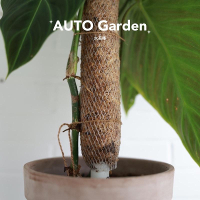 AUTO Garden 水苔棒 加量不加價加粗 加長 椰纖棒 觀葉植物 水苔柱 蔓綠絨 龜背芋
