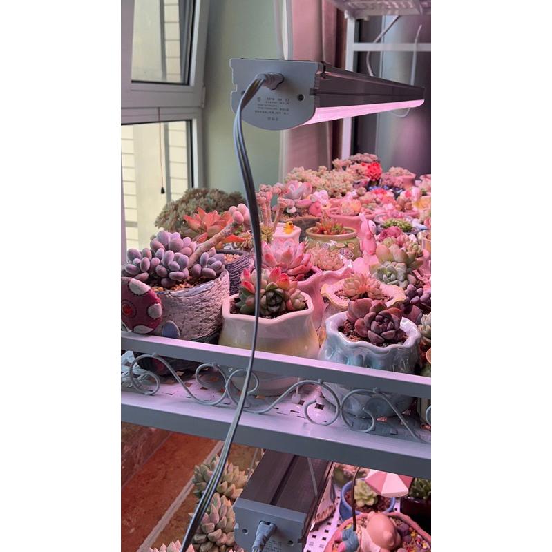 AUTO Garden 貴翔 30/60/90/120公分 多肉生長uva 開花週期紫粉 植物燈 補光燈 全光谱LED-細節圖9