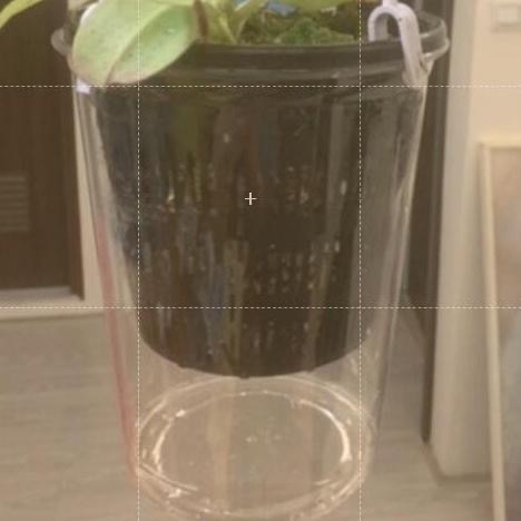 AUTO Garden 現貨!底盆 保溼蓋 組合選項 誘根神器外杯-細節圖3