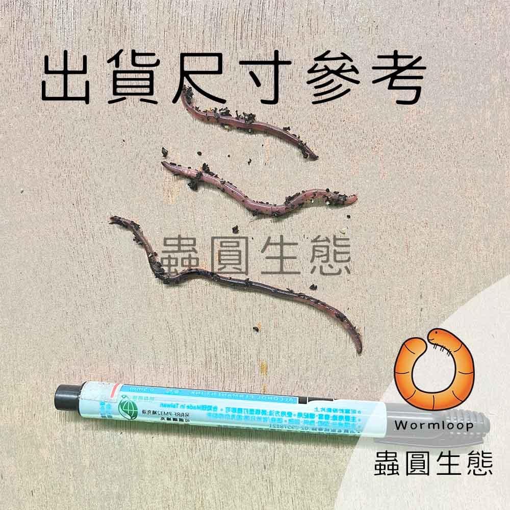 [Wormloop蟲圓生態] 紅蚯蚓 蚯蚓 可動飼料 釣魚 守宮 蜜袋鼯 刺蝟 螞蟻-細節圖2