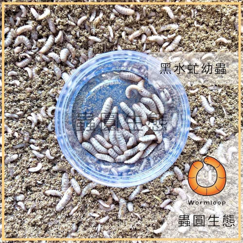[Wormloop蟲圓生態] 黑水虻 盒裝「乾淨不用廚餘養殖」釣魚 倉鼠 柯爾鴨 蜜袋鼯 刺蝟 魚 狐獴 飼料 小份量