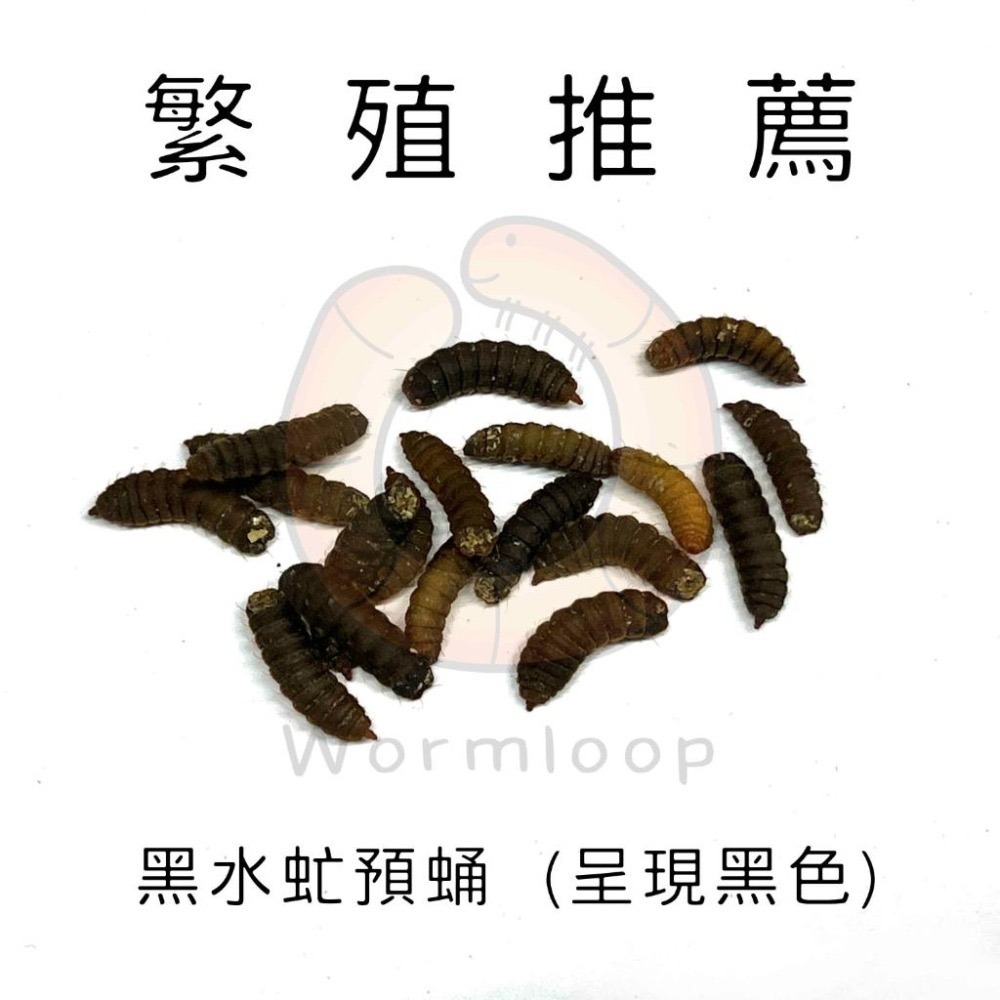 [Wormloop蟲圓生態] 黑水虻 盒裝「乾淨不用廚餘養殖」釣魚 倉鼠 柯爾鴨 蜜袋鼯 刺蝟 魚 狐獴 飼料 小份量-細節圖2