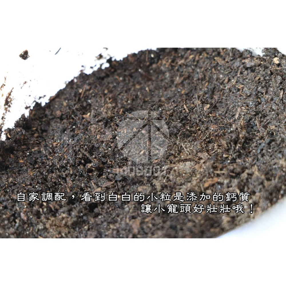 【飼養專用調配土】自家調配釋出，蝸牛 白玉蝸牛 鼠婦 含鈣土 鈣土 專用飼養土 添加鈣質飼養土『WOODOT.木點』-細節圖3