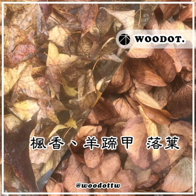 【落葉】羊蹄甲 楓香 乾葉 落葉 鼠婦 蠊 躲藏 園藝『WOODOT.木點』