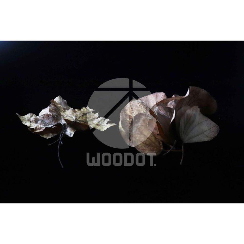 【落葉】羊蹄甲 楓香 乾葉 落葉 鼠婦 蠊 躲藏 園藝『WOODOT.木點』-細節圖7