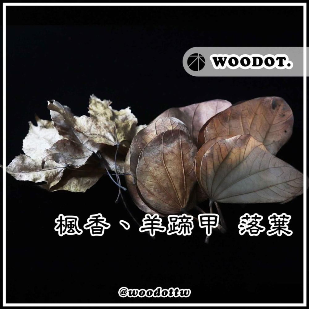 【落葉】羊蹄甲 楓香 乾葉 落葉 鼠婦 蠊 躲藏 園藝『WOODOT.木點』-細節圖8