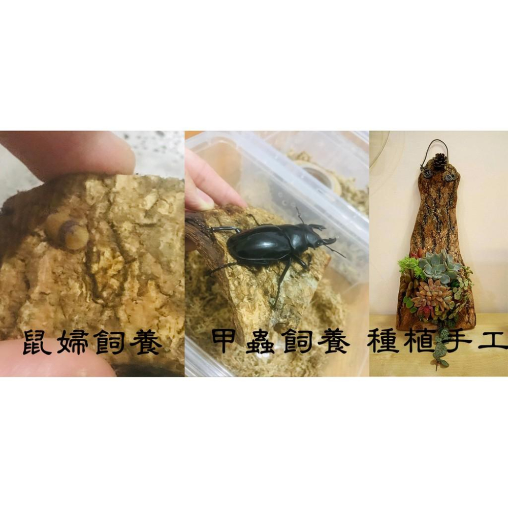 【真天然樹皮】天然 樹皮 手工 飼養 獨角仙 爬蟲 甲蟲 鼠婦 守宮 蜥蜴 毛蜘蛛 蠍子 蜈蚣 攀爬 別再叫香檳樹皮了-細節圖3