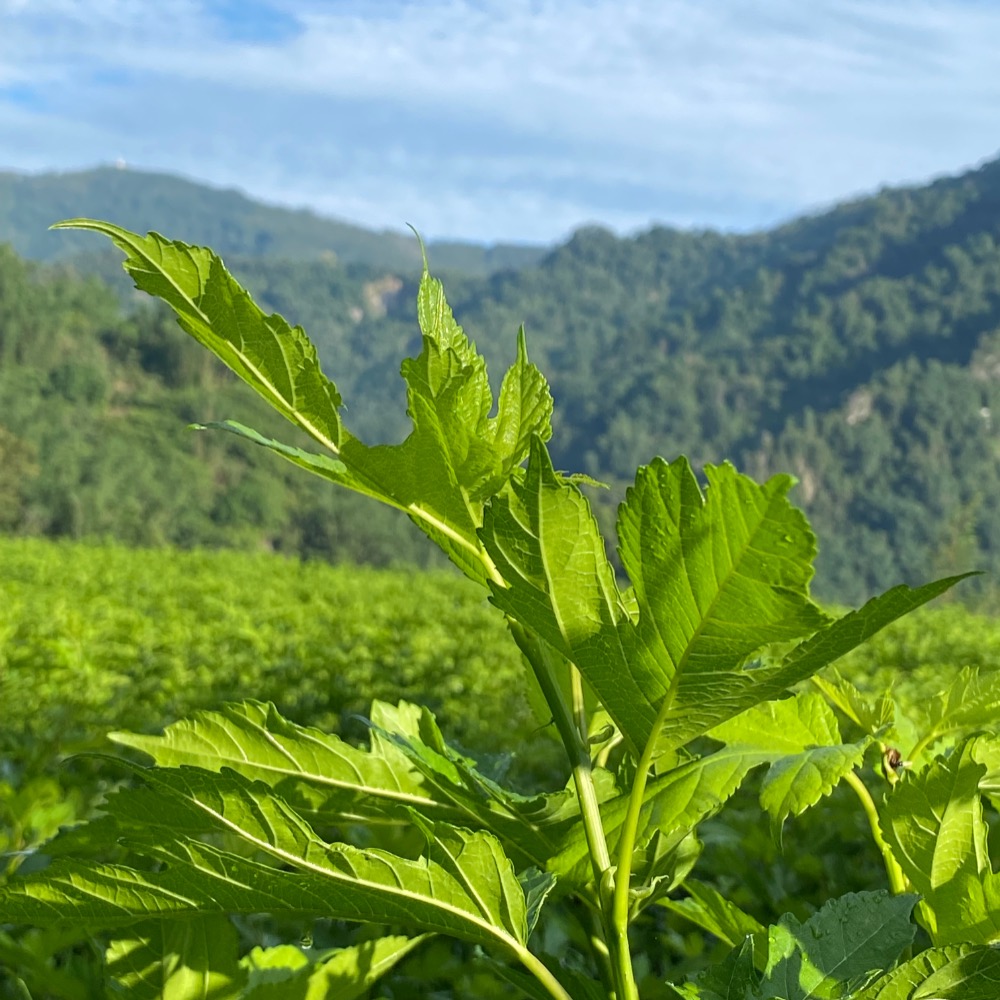 專利製程-阿里山GABA桑茶粉-細節圖3