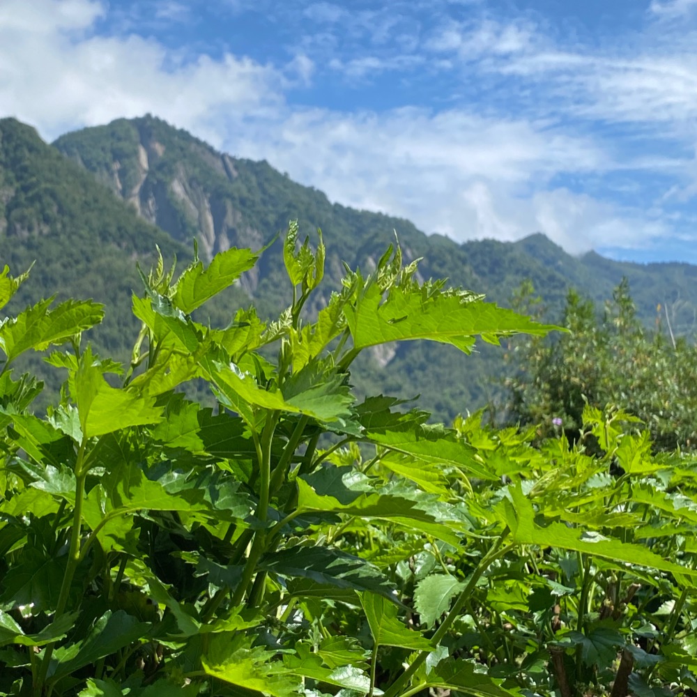 專利製程-阿里山桑葉茶包(10入)-細節圖3